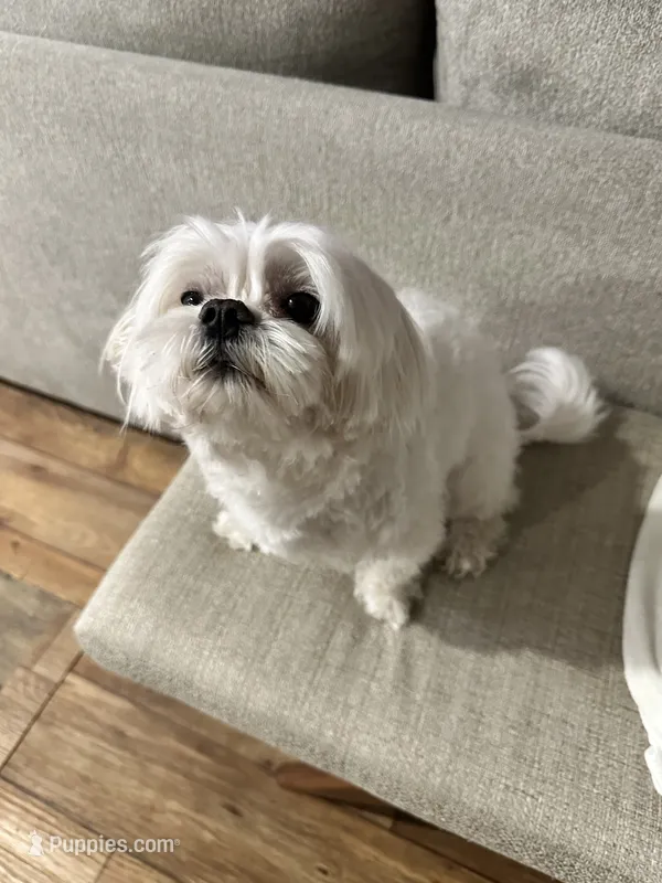 Boba – Maltese puppy for sale in Vancouver, WA