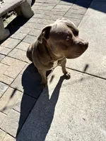Simba, a male American Pit Bull Terrier for sale in Vancouver, WA – 2 of 5