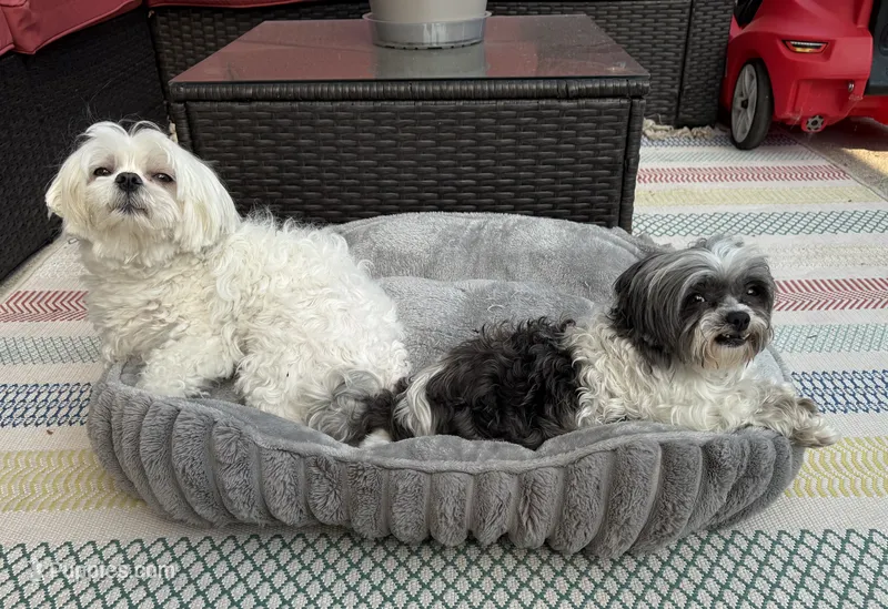 Bella – Maltese, Shih Tzu puppy for sale in Vancouver, WA