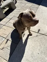 Simba, a male American Pit Bull Terrier for sale in Vancouver, WA – 3 of 5