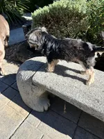 Cocoa, a male Morkie for sale in Vancouver, WA – 3 of 4