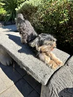 Cocoa, a male Morkie for sale in Vancouver, WA – 4 of 4