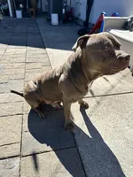 Simba, a male American Pit Bull Terrier for sale in Vancouver, WA – 4 of 5