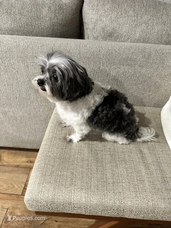Bella – Maltese, Shih Tzu puppy for sale in Vancouver, WA