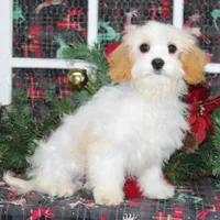 Mars, a male Cavachon for sale in Hutchinson, KS – Photo 1 of 2