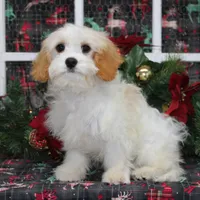 Mars, a male Cavachon for sale in Hutchinson, KS – Photo 2 of 2