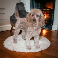 Theo, a male Cavapoo for sale in Hutchinson, KS – 3 of 4