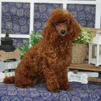 Cooper, a male Poodle - Miniature  for sale in Hutchinson, KS – 2 of 2