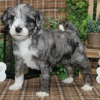 Ozzy, a male Tibetan Terrier and Poodle - Miniature  for sale in Hutchinson, KS – Photo 2 of 2