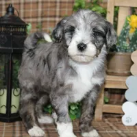 Ozzy, a male Tibetan Terrier and Poodle - Miniature  for sale in Hutchinson, KS – Photo 1 of 2
