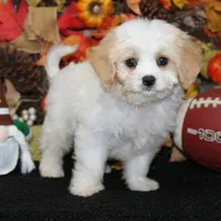 Hudson, a male Cavachon for sale in Hutchinson, KS – 2 of 2