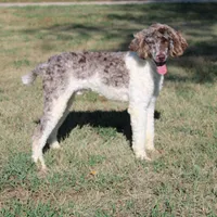 Summit, a male Poodle - Standard  for sale in Hutchinson, KS – 2 of 3