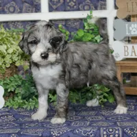 Finch, a male Tibetan Terrier and Poodle - Miniature  for sale in Hutchinson, KS – 2 of 2