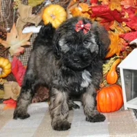 Cleo, a female Tibetan Terrier and Poodle - Miniature  for sale in Hutchinson, KS – 2 of 2