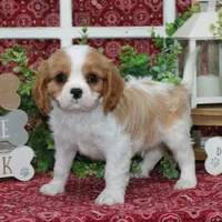 Waffles, a male Cavalier King Charles Spaniel for sale in Hutchinson, KS – 2 of 4