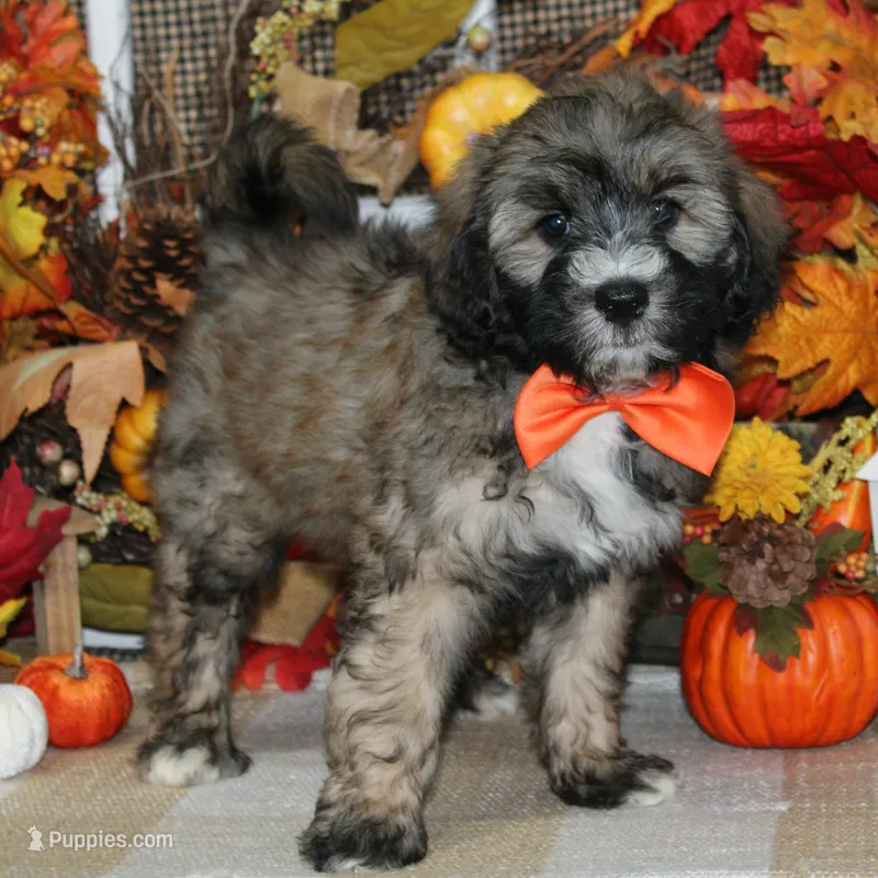 Koda – Tibetan Terrier, Poodle - Miniature  puppy for sale in Hutchinson, KS