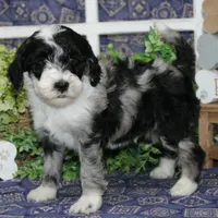 Gentry, a male Tibetan Terrier and Poodle - Miniature  for sale in Hutchinson, KS – 2 of 2