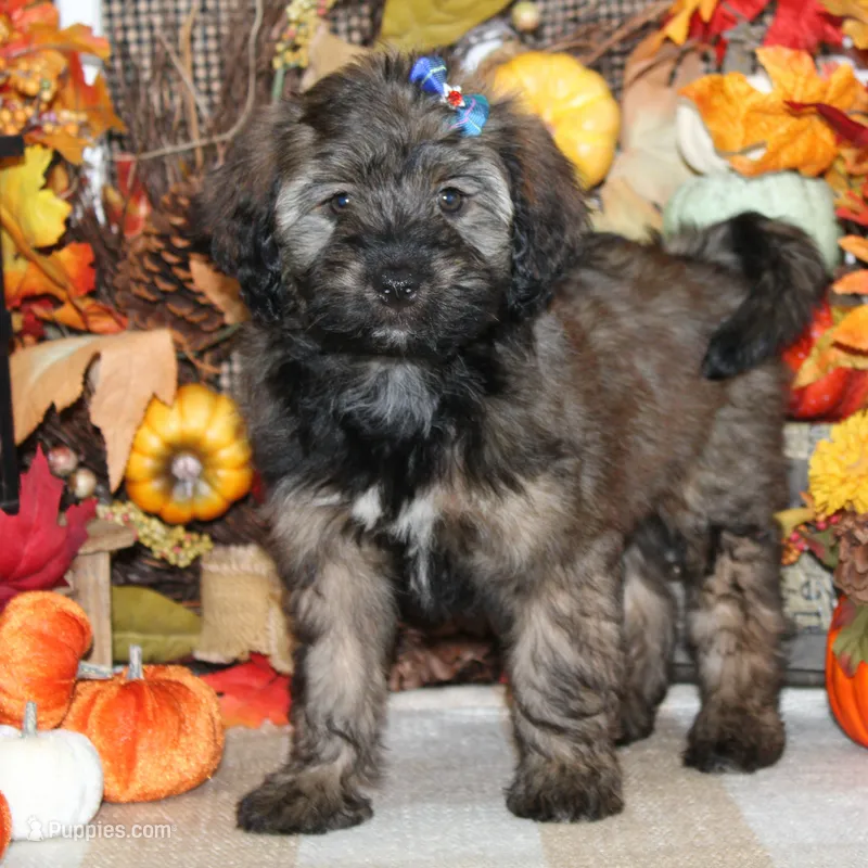 Adele – Tibetan Terrier, Poodle - Miniature  puppy for sale in Hutchinson, KS