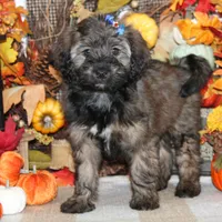 Adele, a female Tibetan Terrier and Poodle - Miniature  for sale in Hutchinson, KS – 1 of 2