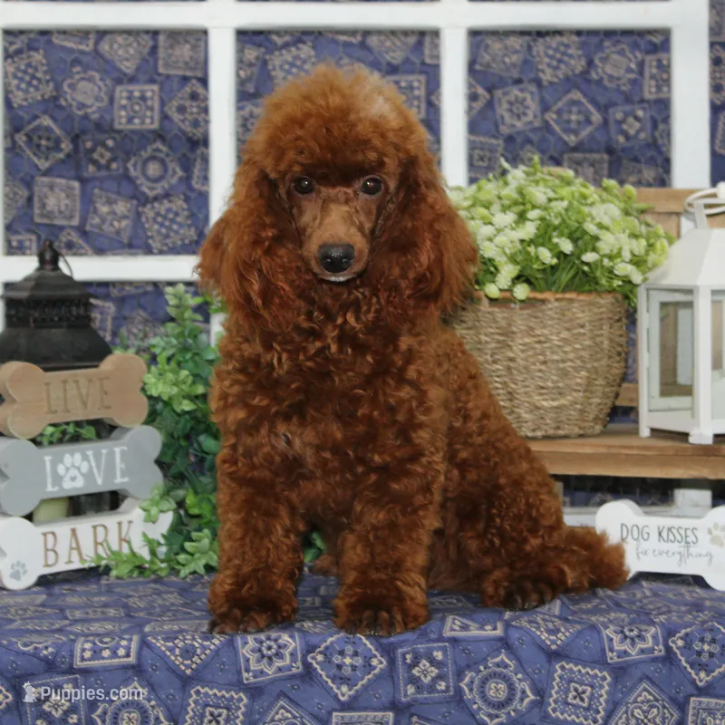 Cooper – Poodle - Miniature  puppy for sale in Hutchinson, KS