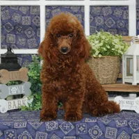 Cooper, a male Poodle - Miniature  for sale in Hutchinson, KS – 1 of 2