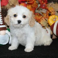 Barley, a male Cavachon for sale in Hutchinson, KS – 1 of 2