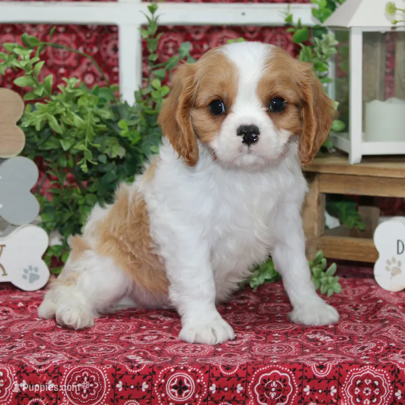Waffles – Cavalier King Charles Spaniel puppy for sale in Hutchinson, KS