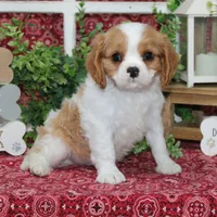 Waffles, a male Cavalier King Charles Spaniel for sale in Hutchinson, KS – 1 of 4