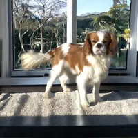 Waffles, a male Cavalier King Charles Spaniel for sale in Hutchinson, KS – 4 of 4
