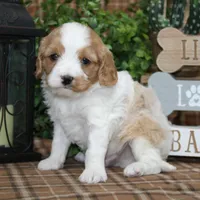 Reuben, a male Cavapoo for sale in Hutchinson, KS – Photo 2 of 2