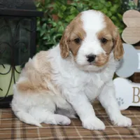 Reuben, a male Cavapoo for sale in Hutchinson, KS – Photo 1 of 2