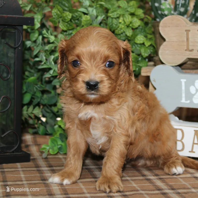 Nash – Cavapoo puppy for sale in Hutchinson, KS