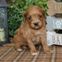 Nash, a male Cavapoo for sale in Hutchinson, KS – Photo 2 of 2