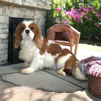 Theo, a male Cavapoo for sale in Hutchinson, KS – 4 of 4