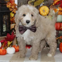 Max, a male Tibetan Terrier and Poodle - Miniature  for sale in Hutchinson, KS – 2 of 2