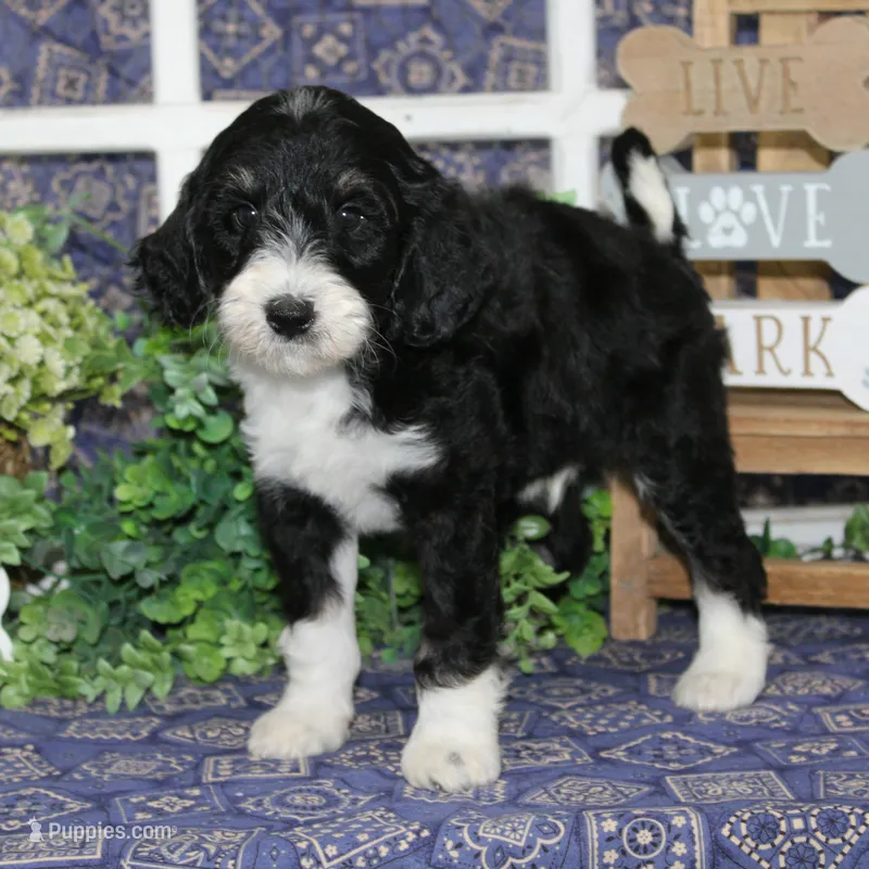 zeus – Tibetan Terrier, Poodle - Miniature  puppy for sale in Hutchinson, KS