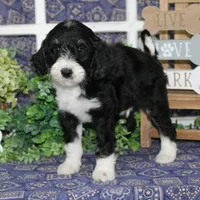 zeus, a male Tibetan Terrier and Poodle - Miniature  for sale in Hutchinson, KS – 1 of 2