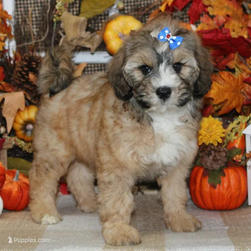Stella – Tibetan Terrier, Poodle - Miniature  puppy for sale in Hutchinson, KS