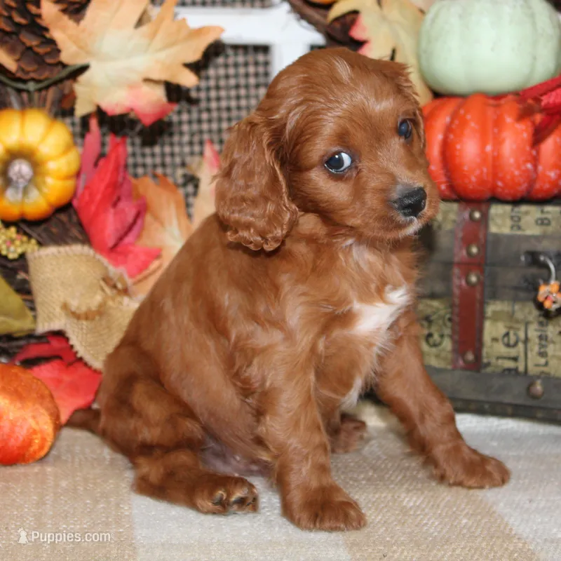 Theo – Cavapoo puppy for sale in Hutchinson, KS