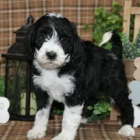 processed/bbe0793c-bc47-4a9c-bb63-3e935f59b291/listing/4b9cc39a-7917-4266-b7e4-1ebb06d31fdb/1268f4d1-5e04-4a36-b5be-d36a3a3ed9c4