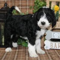 processed/bbe0793c-bc47-4a9c-bb63-3e935f59b291/listing/4b9cc39a-7917-4266-b7e4-1ebb06d31fdb/bcb014dd-3589-46b1-8c7a-8df025faa829