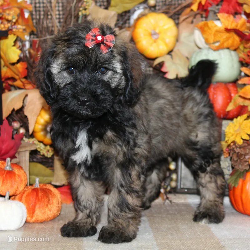 Cleo – Tibetan Terrier, Poodle - Miniature  puppy for sale in Hutchinson, KS