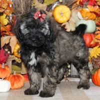 Cleo, a female Tibetan Terrier and Poodle - Miniature  for sale in Hutchinson, KS – 1 of 2