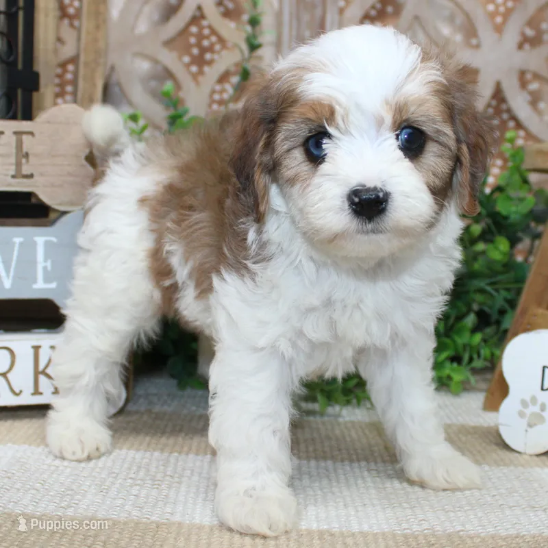 Butters – Cavalier King Charles Spaniel puppy for sale in Hutchinson, KS