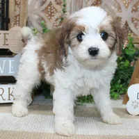 Butters, a male Cavalier King Charles Spaniel for sale in Hutchinson, KS – 1 of 2