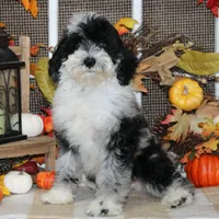 Bogey, a male Tibetan Terrier and Poodle - Miniature  for sale in Hutchinson, KS – 2 of 2