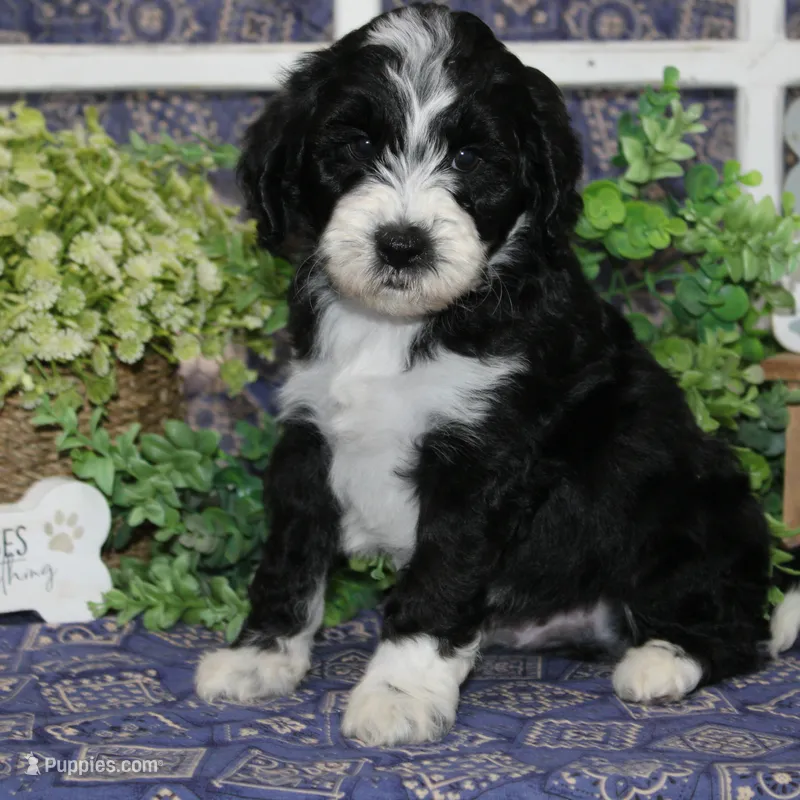 Yoshi – Tibetan Terrier, Poodle - Miniature  puppy for sale in Hutchinson, KS