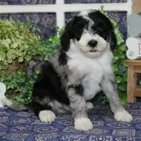 Gentry, a male Tibetan Terrier and Poodle - Miniature  for sale in Hutchinson, KS – 1 of 2