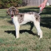 Summit, a male Poodle - Standard  for sale in Hutchinson, KS – 3 of 3