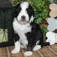 processed/bbe0793c-bc47-4a9c-bb63-3e935f59b291/listing/60f6bce7-f58c-4a79-88a6-3837c92b5a55/cf99faa9-fc84-480c-bd95-fe910c1eab4a